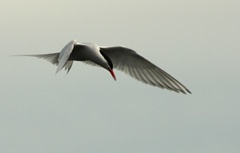 South American tern